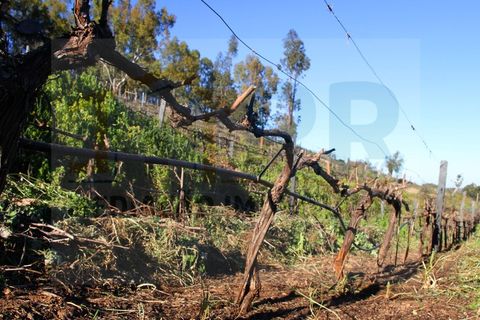 Villa i Borba, Evora, Borba - € 350.000 | Ref: PR-0016 - foto 32