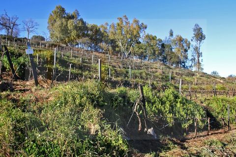 Villa i Borba, Evora, Borba - € 350.000 | Ref: PR-0016 - foto 35