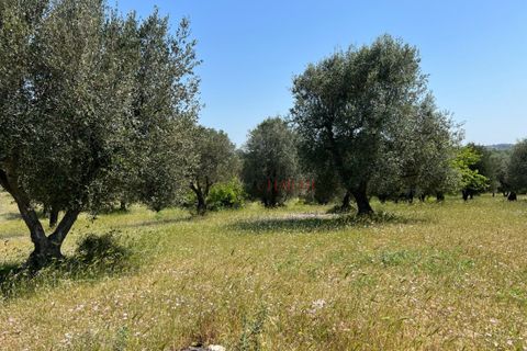 Landejendom i Ostuni, Brindisi, Ostuni - € 150.000 | Ref: 194 - foto 9