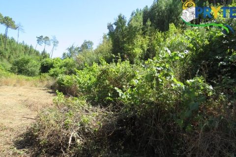Helårsgrund i Serta, Castelo Branco, Serta - € 29.000 | Ref: AA145 - foto 14