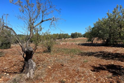 Helårsgrund i Ostuni, Brindisi, Ostuni - € 80.000 | Ref: 199 - foto 2