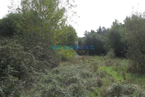 Helårsgrund i Pombal, Leiria, Pombal - € 10.000 | Ref: ANG593 - foto 4