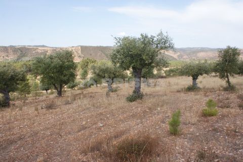 Tomt i Nisa, Portalegre, Nisa - € 32 000 | Ref: PP3217 - foto 3