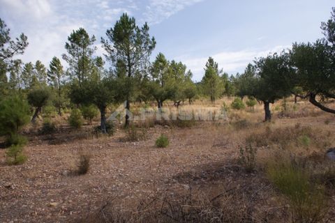 Tomt i Nisa, Portalegre, Nisa - € 32 000 | Ref: PP3217 - foto 4