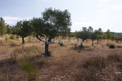 Tomt i Nisa, Portalegre, Nisa - € 32 000 | Ref: PP3217 - foto 5