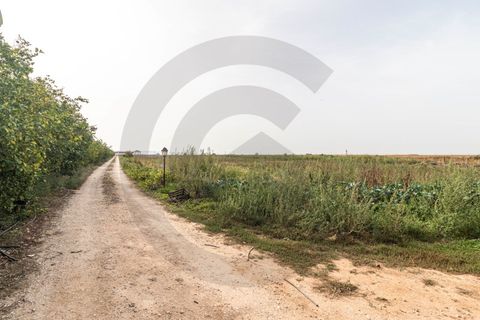 Farm i Golega, Santarem, Golega - € 550.000 | Ref: C0269-01391 - foto 12