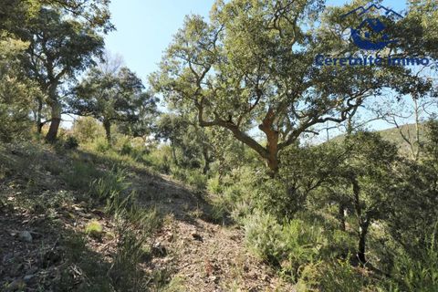 Terra a Taillet, Pyrenees-Orientales, Taillet - € 49.051 | Ref: 603 - foto 19