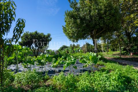 Farm i Palmela, Setubal, Palmela - € 960.000 | Ref: 3210 - foto 50