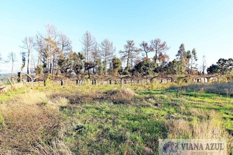 Farm i Ceivaes e Badim, Viana do Castelo, Ceivaes e Badim - € 350.000 | Ref: 1246 - foto 15