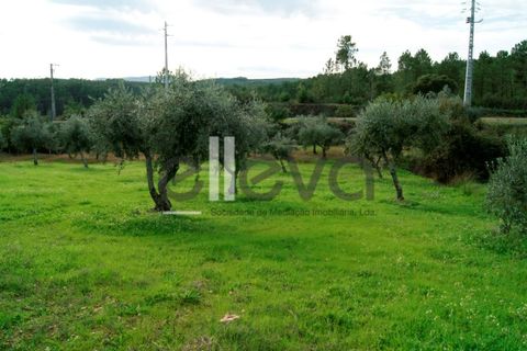 Helårsgrund i Castelo Branco, Castelo Branco, Castelo Branco - € 25.000 | Ref: 3603 - foto 3