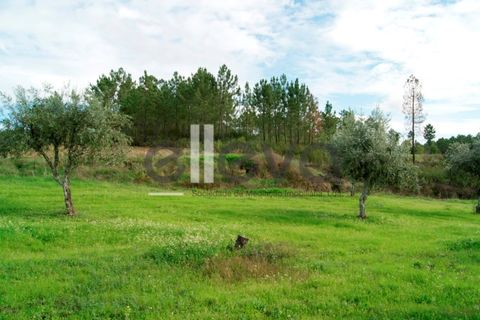 Helårsgrund i Castelo Branco, Castelo Branco, Castelo Branco - € 25.000 | Ref: 3603 - foto 6