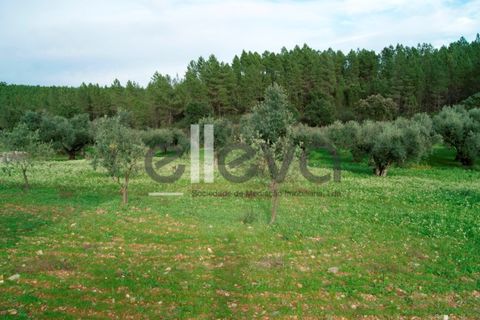 Helårsgrund i Castelo Branco, Castelo Branco, Castelo Branco - € 25.000 | Ref: 3603 - foto 7