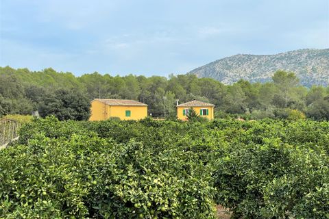 Landejendom i Sa Pobla, Mallorca, Sa Pobla - € 1.300.000 | Ref: 75592 - foto 21