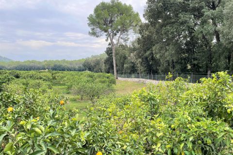 Landejendom i Sa Pobla, Mallorca, Sa Pobla - € 1.300.000 | Ref: 75592 - foto 22
