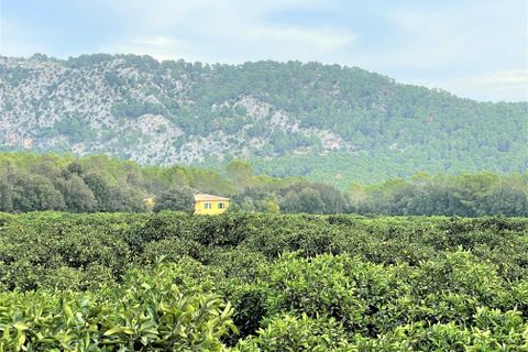Landejendom i Sa Pobla, Mallorca, Sa Pobla - € 1.300.000 | Ref: 75592 - foto 23
