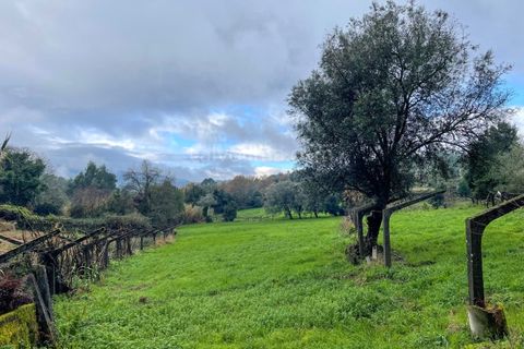 Farm i Ceivaes e Badim, Viana do Castelo, Ceivaes e Badim - € 80.000 | Ref: 2155 - foto 6
