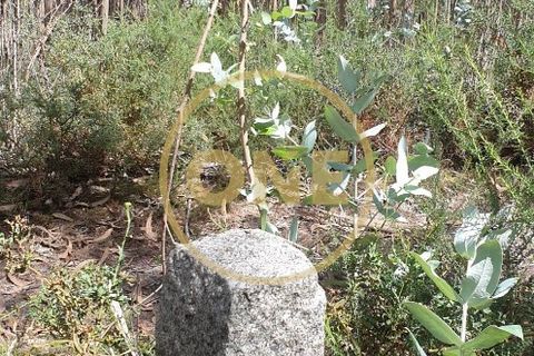 Helårsgrund i Trofa, Porto, Trofa - € 35.000 | Ref: ONE0011245-2 - foto 2