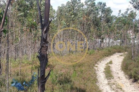 Helårsgrund i Trofa, Porto, Trofa - € 35.000 | Ref: ONE0011245-2 - foto 13