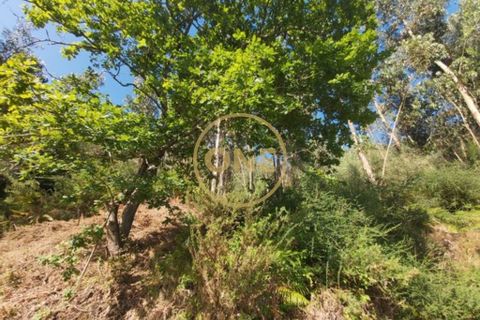 Helårsgrund i Ponte de Lima, Viana do Castelo, Ponte de Lima - € 25.000 | Ref: ONE0021050-66 - foto 8