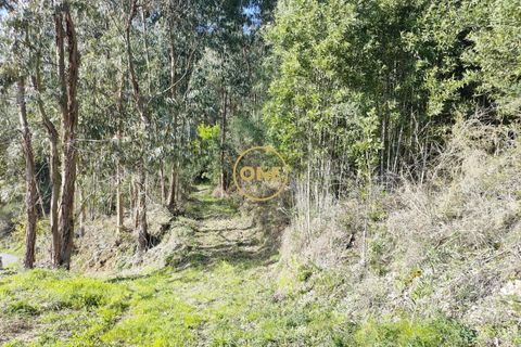 Helårsgrund i Ponte de Lima, Viana do Castelo, Ponte de Lima - € 25.000 | Ref: ONE0021050-66 - foto 30
