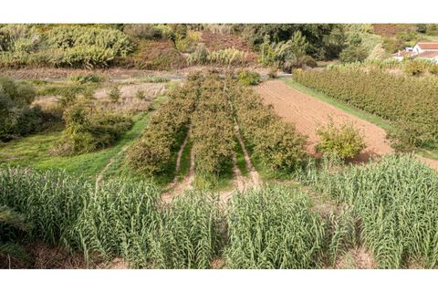 Helårsgrund i Alcobaca, Leiria, Alcobaca - € 10.000 | Ref: 098/2022.PA - foto 2
