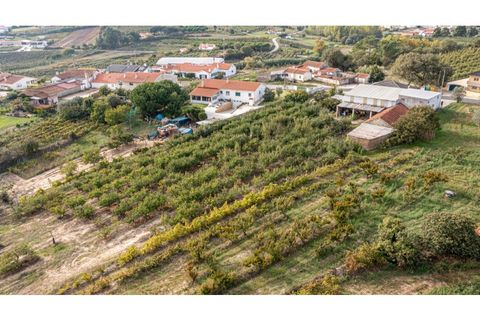 Helårsgrund i Alcobaca, Leiria, Alcobaca - € 70.000 | Ref: 097/2022.PA - foto 15