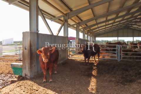 Landejendom i Beja, Beja, Beja - € 8.990.000 | Ref: 140-2 - foto 22