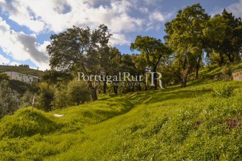 Terreno en Proenca-a-Nova, Castelo Branco, Proenca-a-Nova - € 65.000 | Ref: 661-2 - photo 6