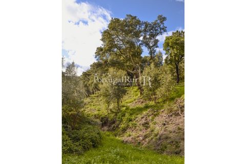 Terreno en Proenca-a-Nova, Castelo Branco, Proenca-a-Nova - € 65.000 | Ref: 661-2 - photo 7