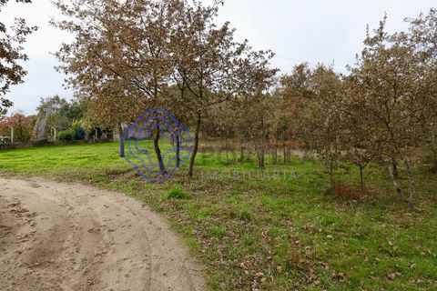 Terra a Baiao, Porto, Baiao - € 50.000 | Ref: 149561 - foto 4