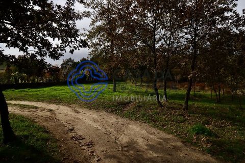 Terra a Baiao, Porto, Baiao - € 50.000 | Ref: 149561 - foto 7