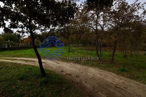 Terra a Baiao, Porto, Baiao - € 50.000 | Ref: 149561 - foto 9
