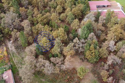 Terra a Baiao, Porto, Baiao - € 50.000 | Ref: 149561 - foto 15