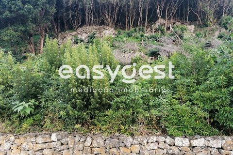 Terra a Biscoitos, Terceira, Biscoitos - € 15.000 | Ref: AZ84907DA - foto 8
