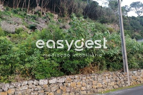 Terra a Biscoitos, Terceira, Biscoitos - € 15.000 | Ref: AZ84907DA - foto 10
