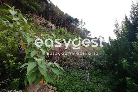 Terra a Biscoitos, Terceira, Biscoitos - € 15.000 | Ref: AZ84907DA - foto 29