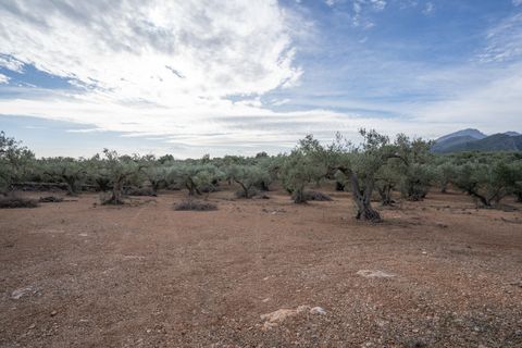 Finca i Xerta, Tarragona, Xerta - € 65.000 | Ref: 780 - foto 18