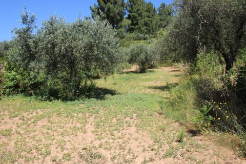 Terra a Paul, Castelo Branco, Paul - € 10.000 | Ref: W6116 - foto 7