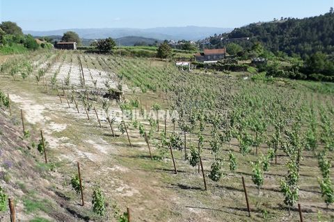 Helårsgrund i Baiao, Porto, Baiao - € 80.000 | Ref: MF0063 - foto 5