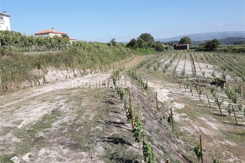 Helårsgrund i Baiao, Porto, Baiao - € 80.000 | Ref: MF0063 - foto 6