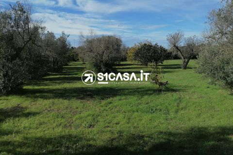 Terra a Galatone, Lecce, Galatone - € 20.000 | Ref: LIH-1196 - foto 4