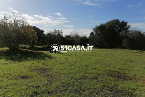 Terra a Galatone, Lecce, Galatone - € 20.000 | Ref: LIH-1196 - foto 6