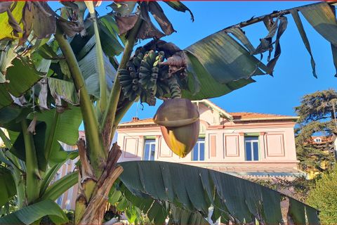 Villa a Hyeres, Var, Hyeres - € 1.339.000 | Ref: 5840 - foto 2