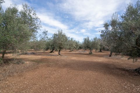 Finca i Roquetes, Tarragona, Roquetes - € 14.000 | Ref: 787 - foto 4