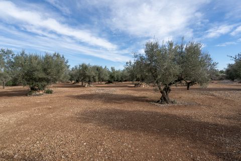 Finca i Roquetes, Tarragona, Roquetes - € 14.000 | Ref: 787 - foto 5
