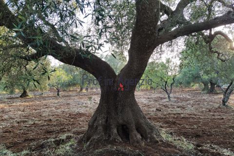 Helårsgrund i Ostuni, Brindisi, Ostuni - € 45.000 | Ref: 172533 - foto 4