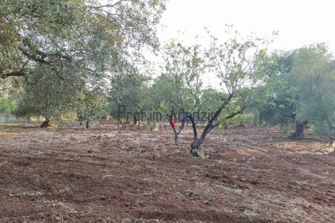 Helårsgrund i Ostuni, Brindisi, Ostuni - € 45.000 | Ref: 172533 - foto 3
