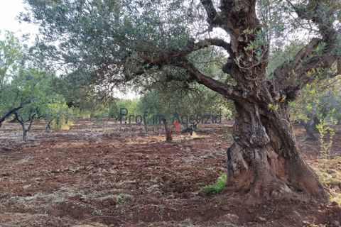 Helårsgrund i Ostuni, Brindisi, Ostuni - € 45.000 | Ref: 172533 - foto 7