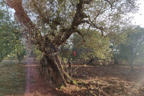 Helårsgrund i Ostuni, Brindisi, Ostuni - € 45.000 | Ref: 172533 - foto 6