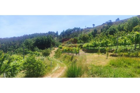 Farm i Cinfaes, Viseu, Cinfaes - € 325.000 | Ref: 037/22 - foto 7